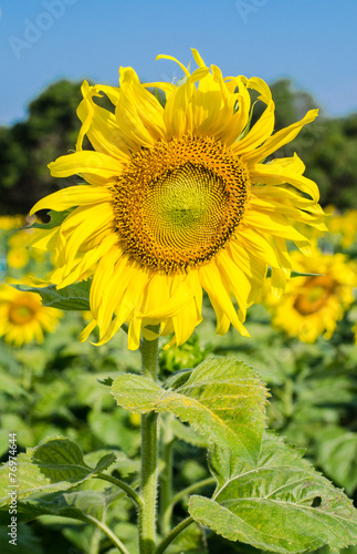 Sunflower blooming in field