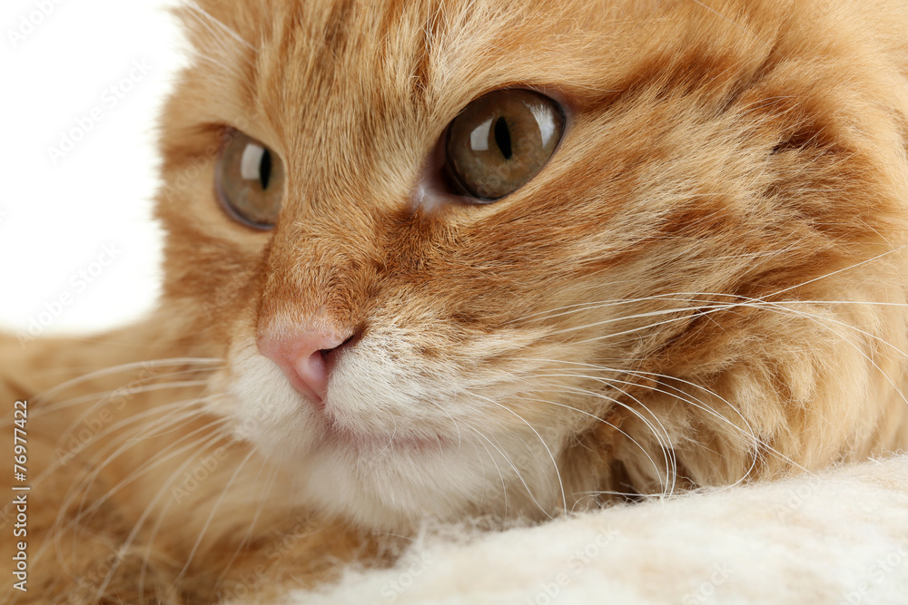 Red cat on warm plaid and white background Red cat on warm plaid and white background