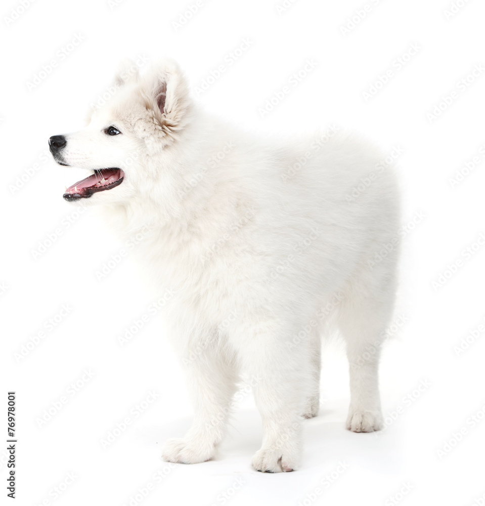 Friendly Samoyed dog isolated on white