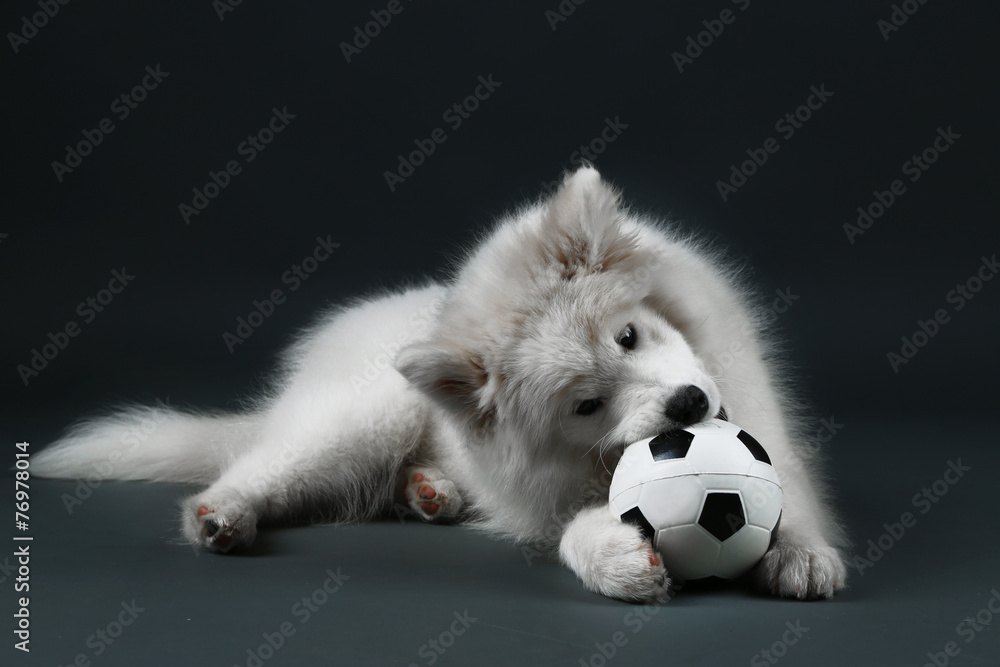 Fototapeta premium Lovable Samoyed dog playing with ball on dark background