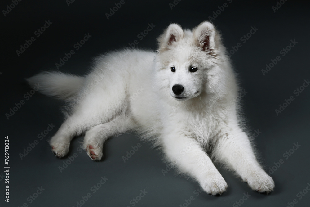 Fototapeta premium Lovable Samoyed dog lying on dark background