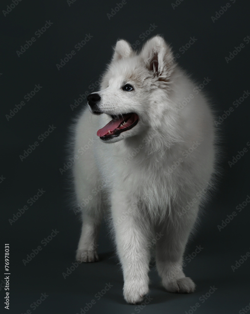 Fototapeta premium Lovable Samoyed dog on dark background