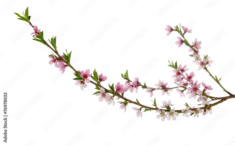 pink blossoms pink blossoms