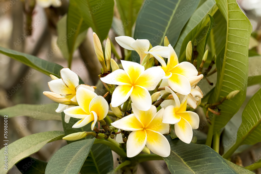 Obraz premium White Plumeria spp. (frangipani flowers, Frangipani, Pagoda tre