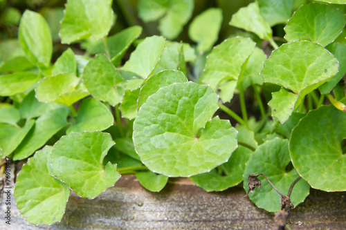 Asiatic herb