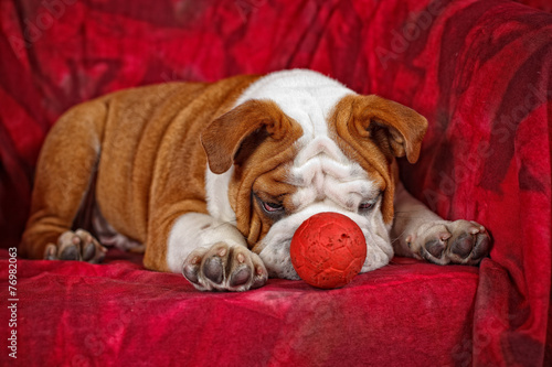 Cucciolo di Bulldog inglese