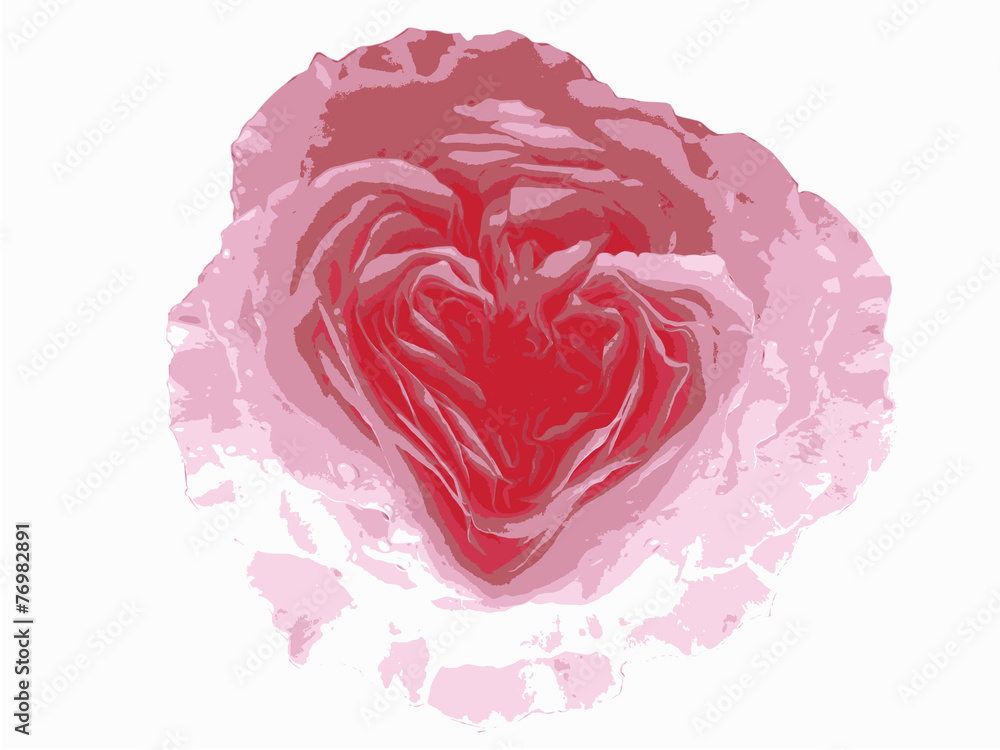 Heart rose, the flower of valentine day