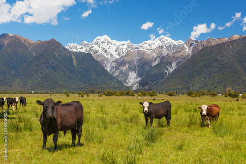 Grazing cows with Southern Alps in the background, New Zealand © Greg Brave