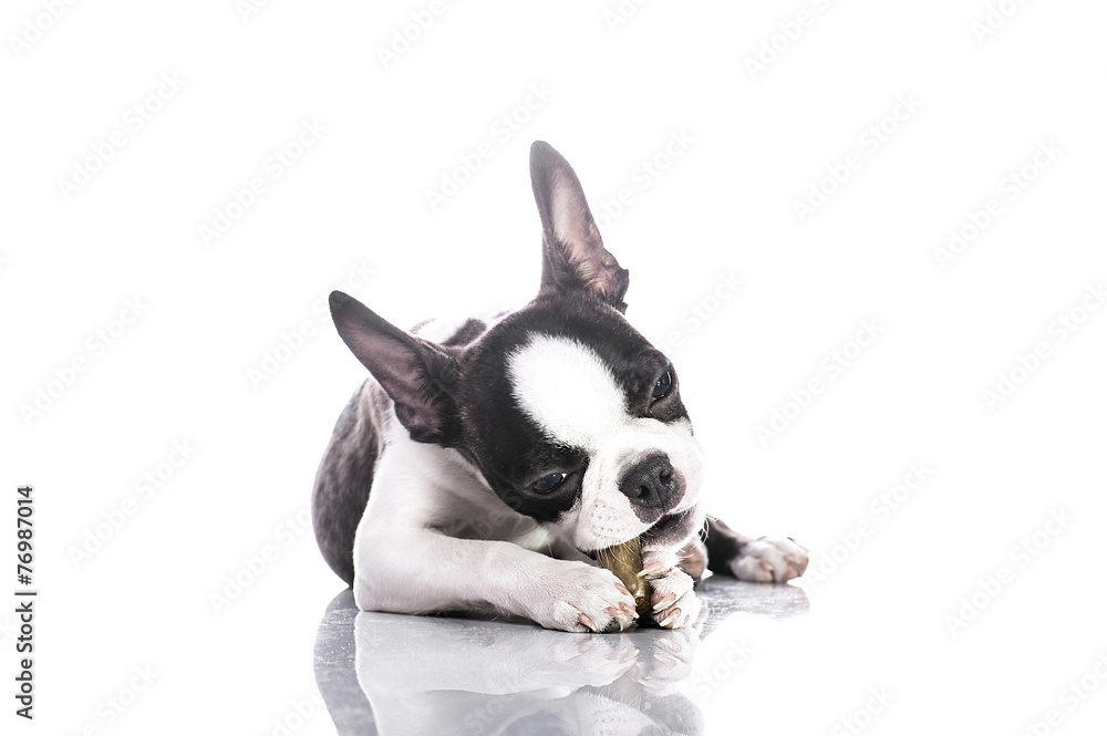 Puppy biting bone