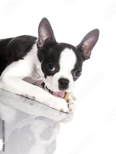 Young dog eating bone © ivanmmiladinovic