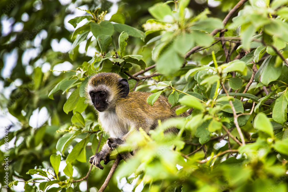 Fototapeta premium Vervet monkey (Cercopithecus aethiops) sitting in a tree, South