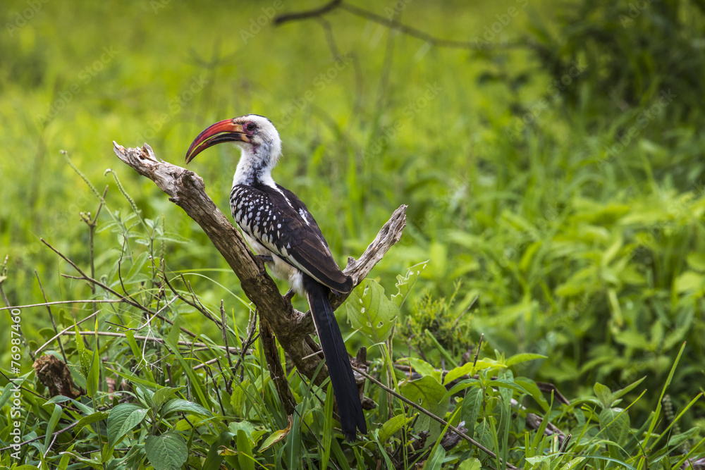 Obraz premium Yellow billed hornbill walking on ground looking and begging for