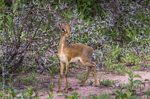 Fototapeta Naklejka Na Ścianę i Meble -  A dik-dik, a small antelope in Africa. Lake Manyara national par