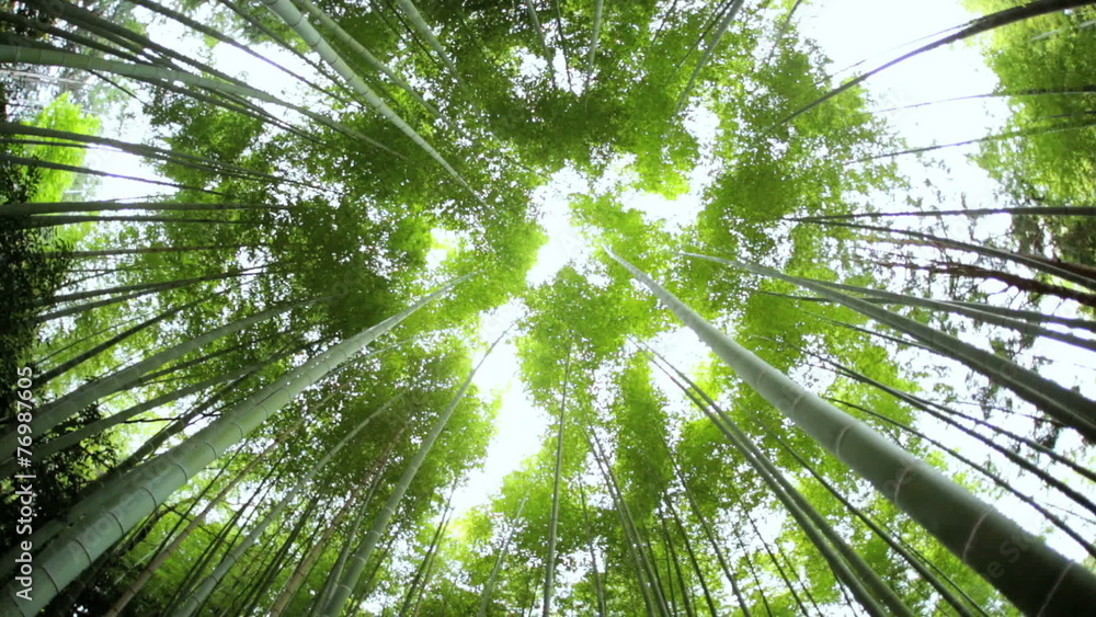 Japanese bamboo rainforest environment sunlight Arashiyama Kyoto Japanese bamboo rainforest environment sunlight Arashiyama Kyoto