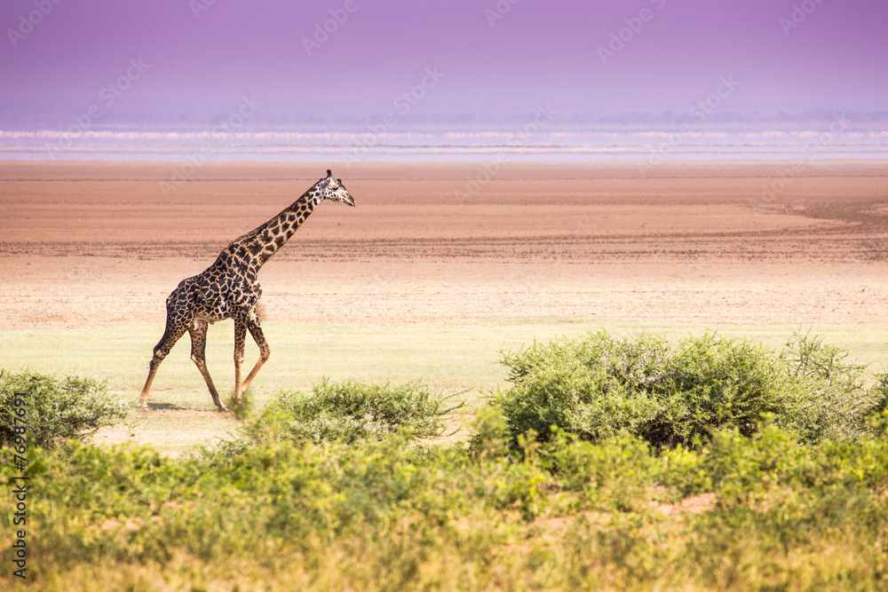 Naklejka premium Giraffes in Lake Manyara national park, Tanzania