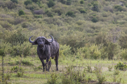 African buffalo (Syncerus caffer) on the grass. photo