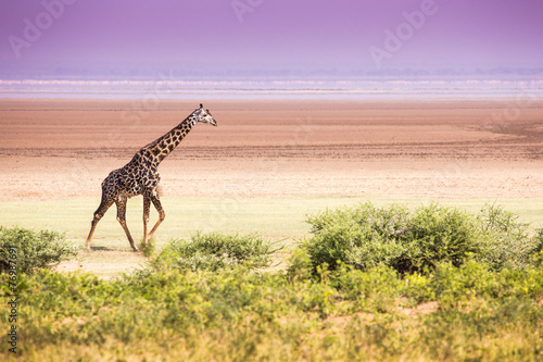 Giraffes in Lake Manyara national park, Tanzania