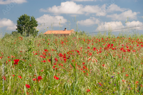 Poppy flower