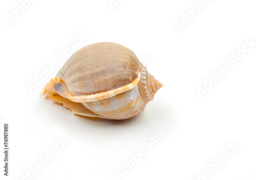 Phalium glaucum Sea shell  on white background photo