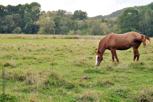 Brown horses grazing