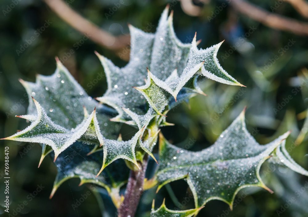 Fototapeta premium Holly On Ice