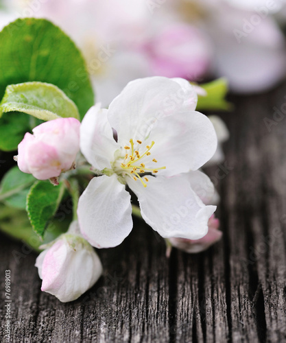 Apple blossom on a old wooden background