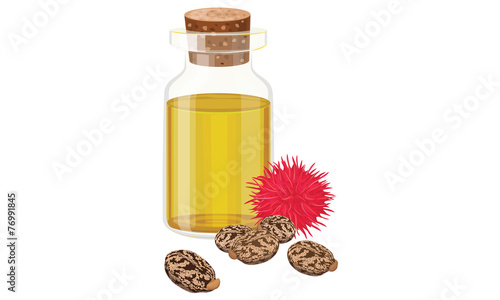 Castor oil, fruit and seeds , vector illustration