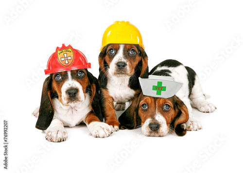Basset Hound Puppies Wearing Work Hats © adogslifephoto