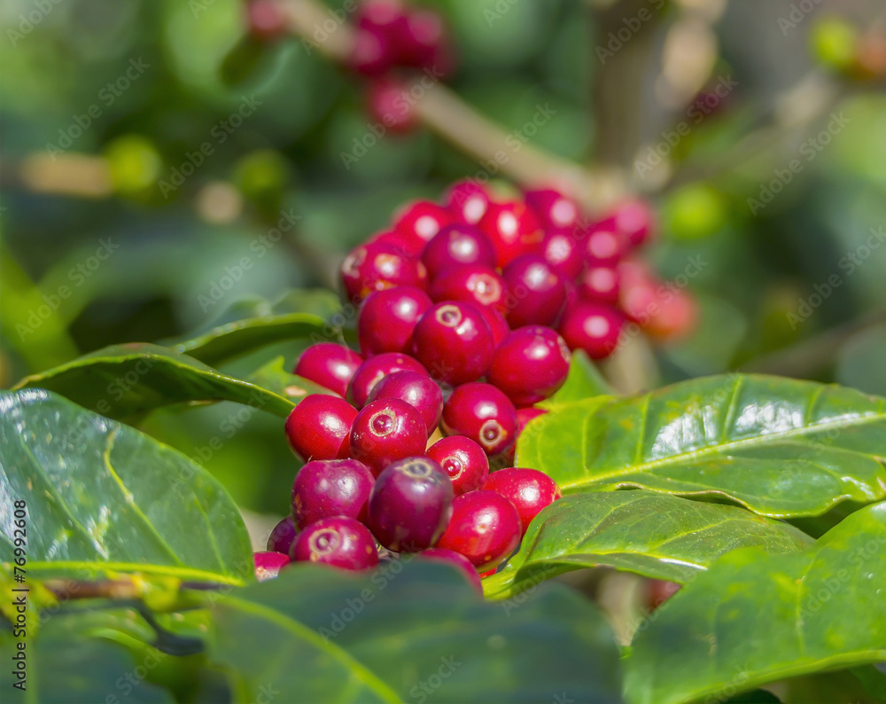 Red coffee beans on a branch of coffee tree, ripe and unripe ber Red coffee beans on a branch of coffee tree, ripe and unripe ber