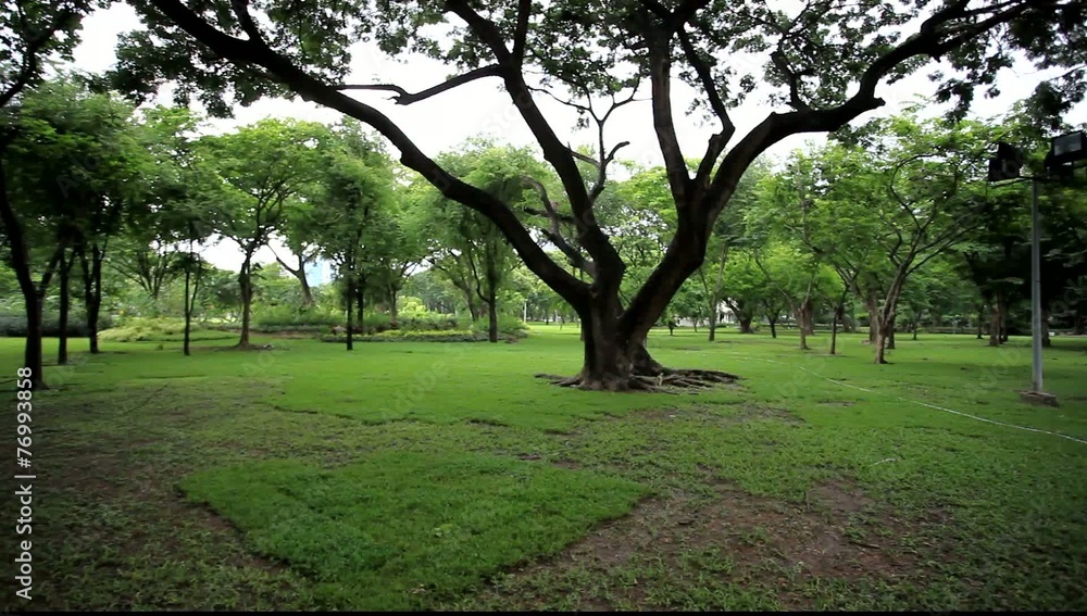 Bright green trees in the park. HD. 1920x1080 Bright green trees in the park. HD. 1920x1080