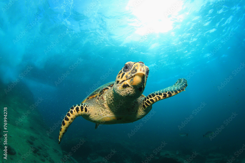 Obraz premium Hawksbill Sea Turtle
