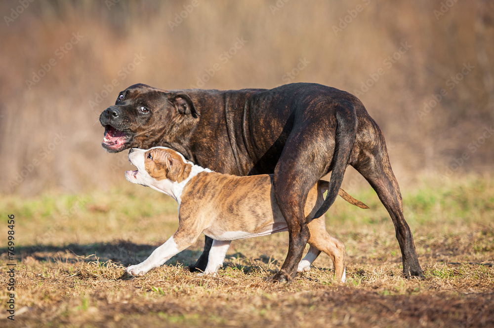 American staffordshire terrier puppy playing with adult dog American staffordshire terrier puppy playing with adult dog