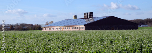 Mastbetrieb in den Feldern