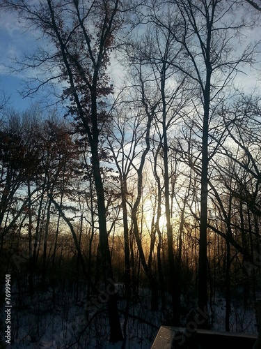 Sunrise in the woods