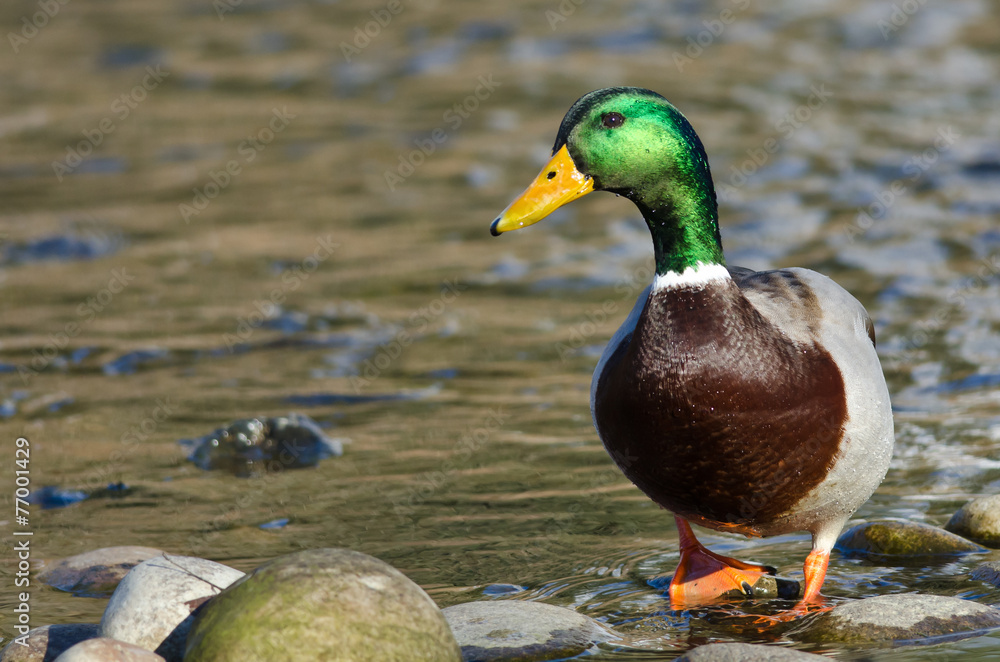 Mallard Duck Foraging at the Side of a River Mallard Duck Foraging at the Side of a River