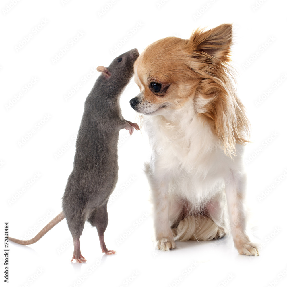 gray rat and chihuahua