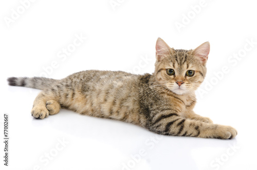 Cute golden kitten on white background