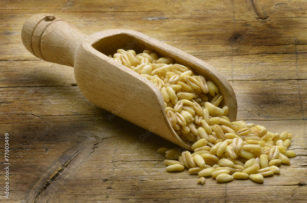 Φωτογραφία Triticum Wheat Trigo Grano Σιτάρι Blé Weizen Пшеница