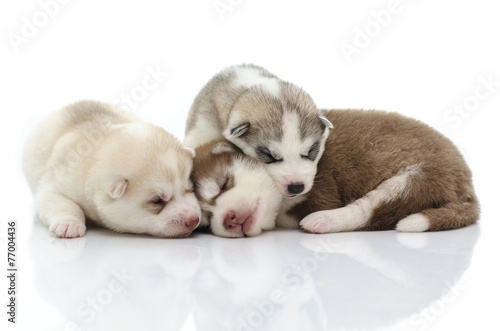 Three siberian husky puppy sleeping © lalalululala