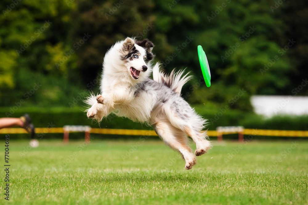 Border collie dog catching frisbee in jump foto de Stock | Adobe Stock