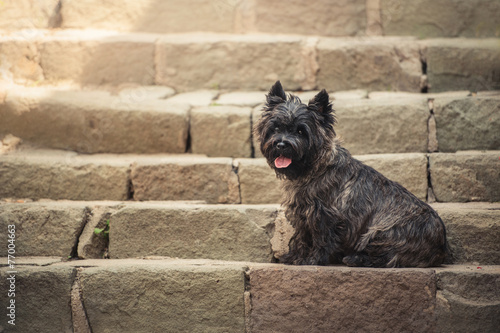 Leinwand Poster Cairn Terrier sitting at old staircase in Szentendre