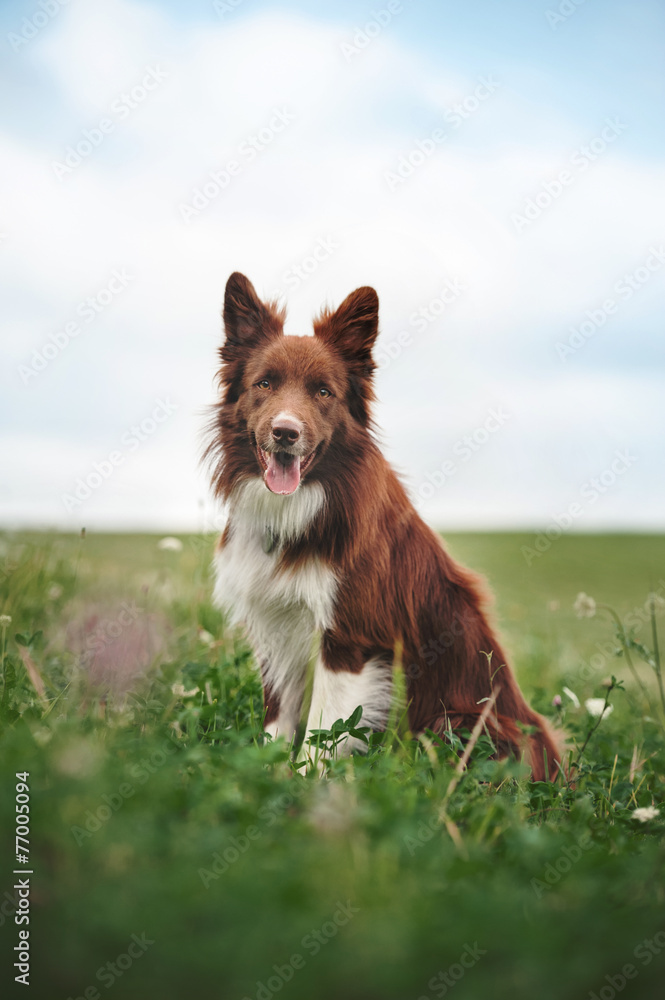 Obraz na plátně Red border collie dog sitting in a meadow