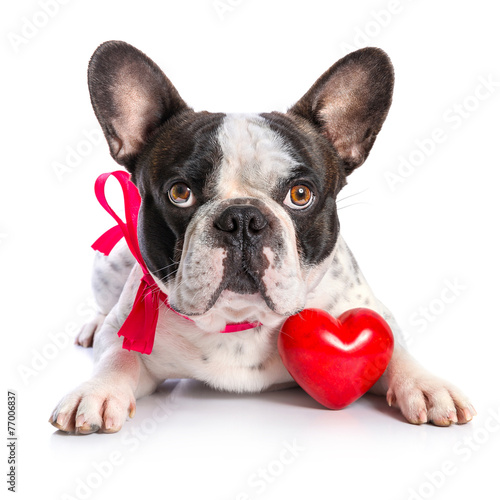Cute french bulldog with a red heart isolated on white © Patryk Kosmider