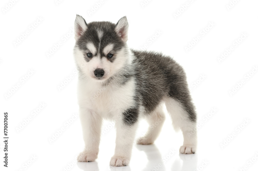 Beautiful siberian husky puppy standing