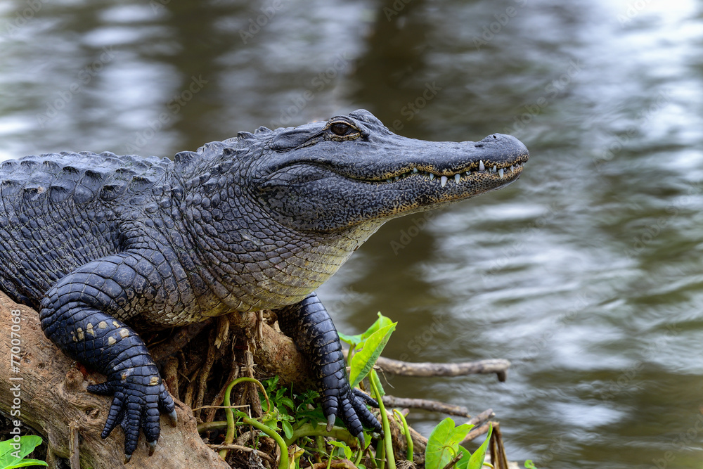 american alligator