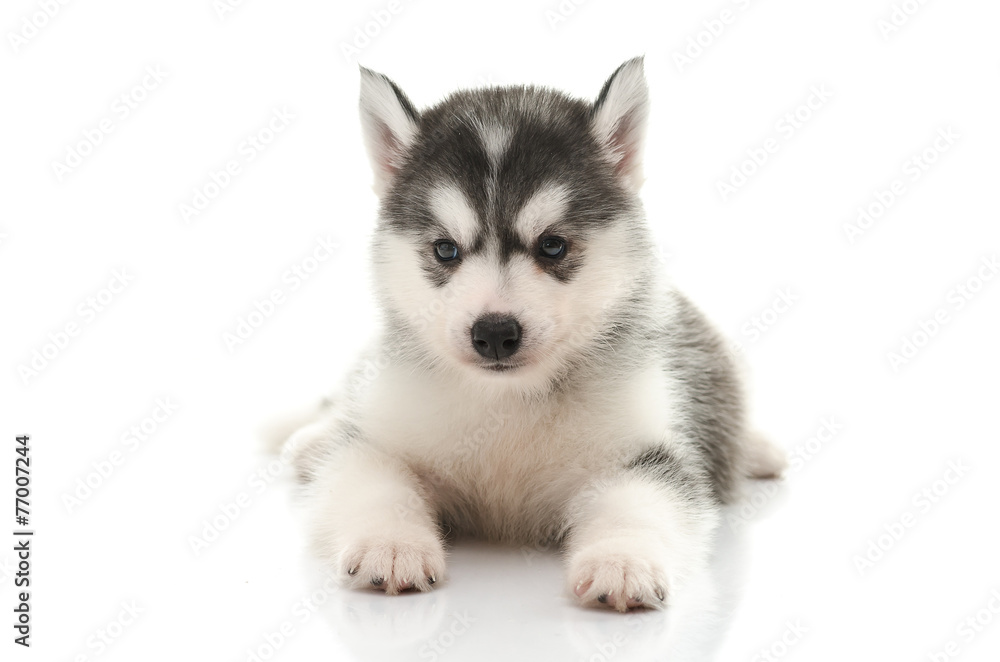 Beautiful siberian husky puppy standing Beautiful siberian husky puppy standing