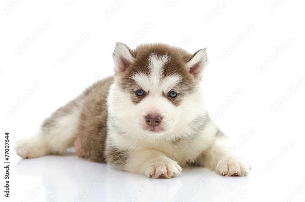 Cute siberian husky laying and looking Cute siberian husky laying and looking
