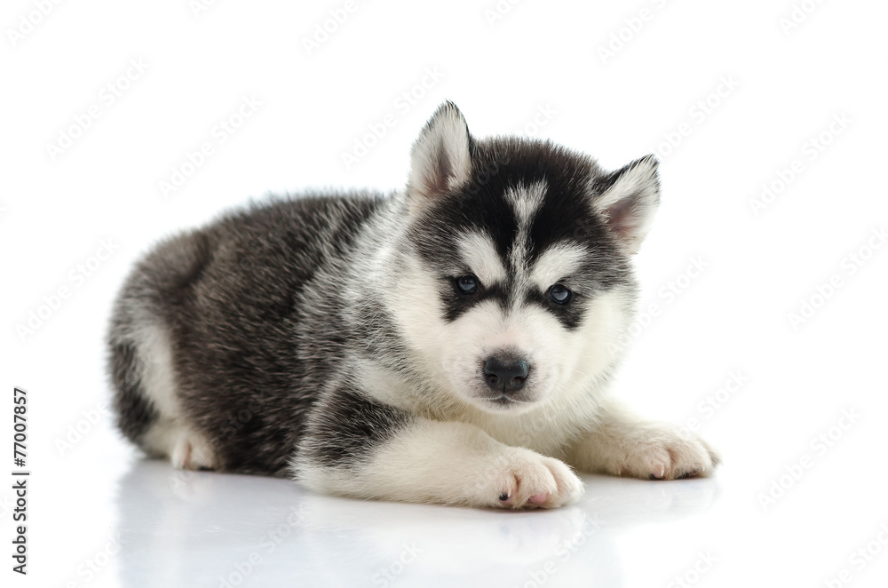Cute siberian husky laying and looking