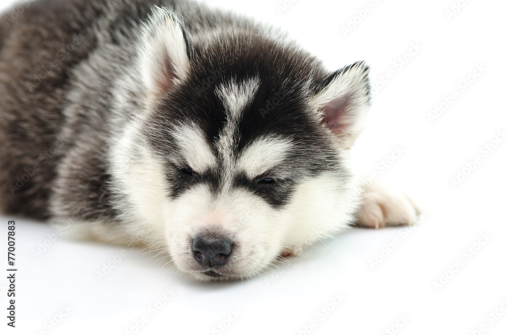 Cute Siberian husky puppy sleeping