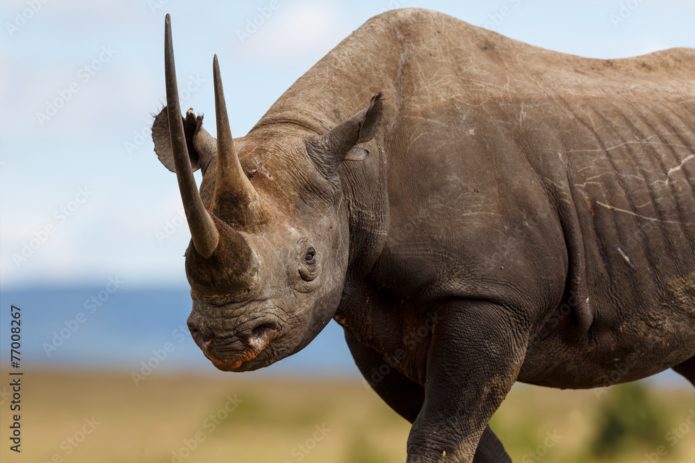 Fototapeta premium Portait of Black Rhino Karanja